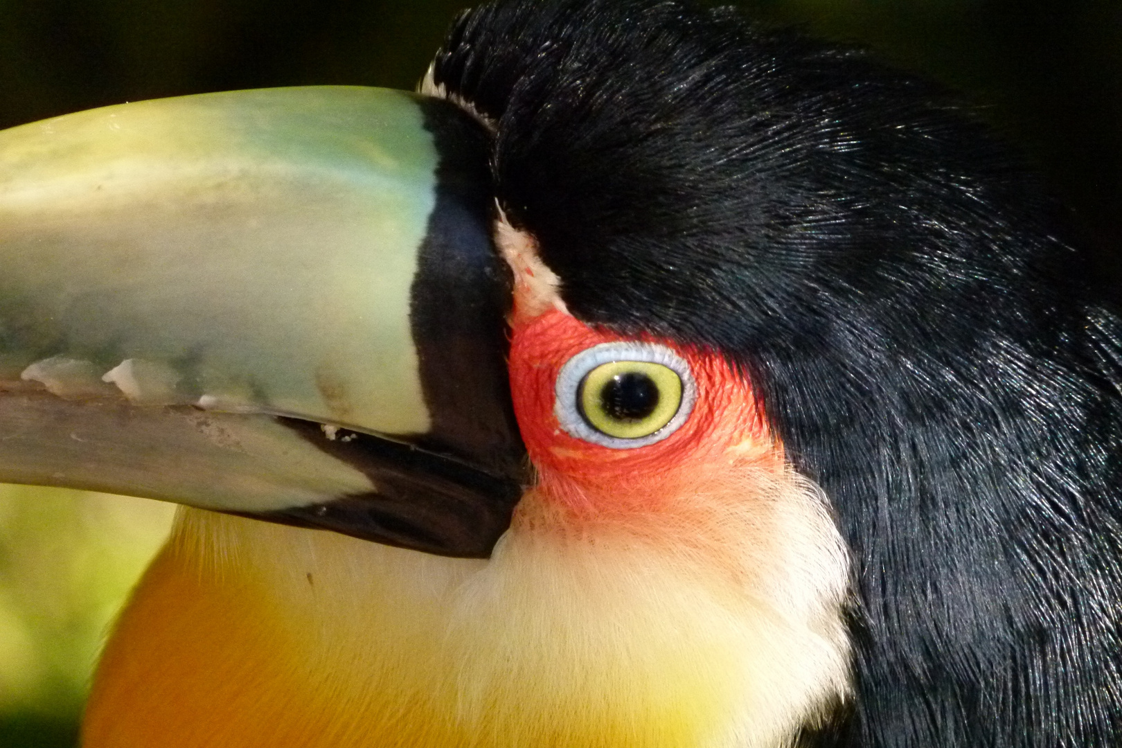 Los Ojos de la Naturaleza