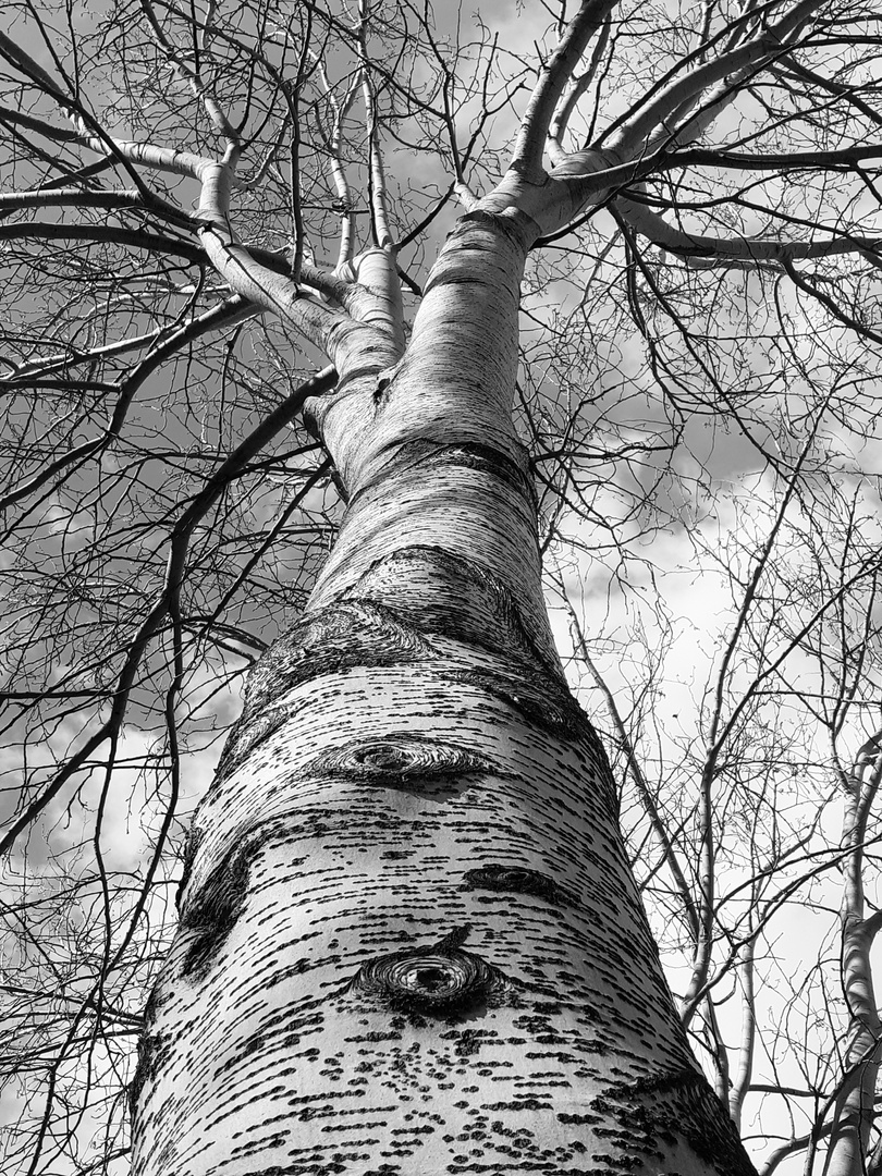 Los Ojos del árbol....