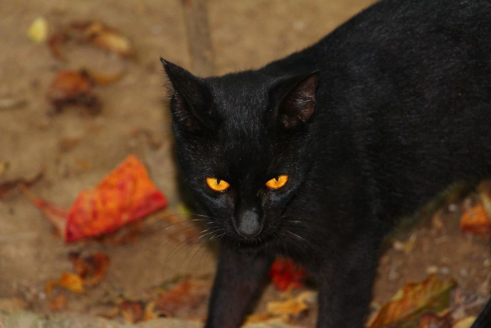 Los ojos del Gato