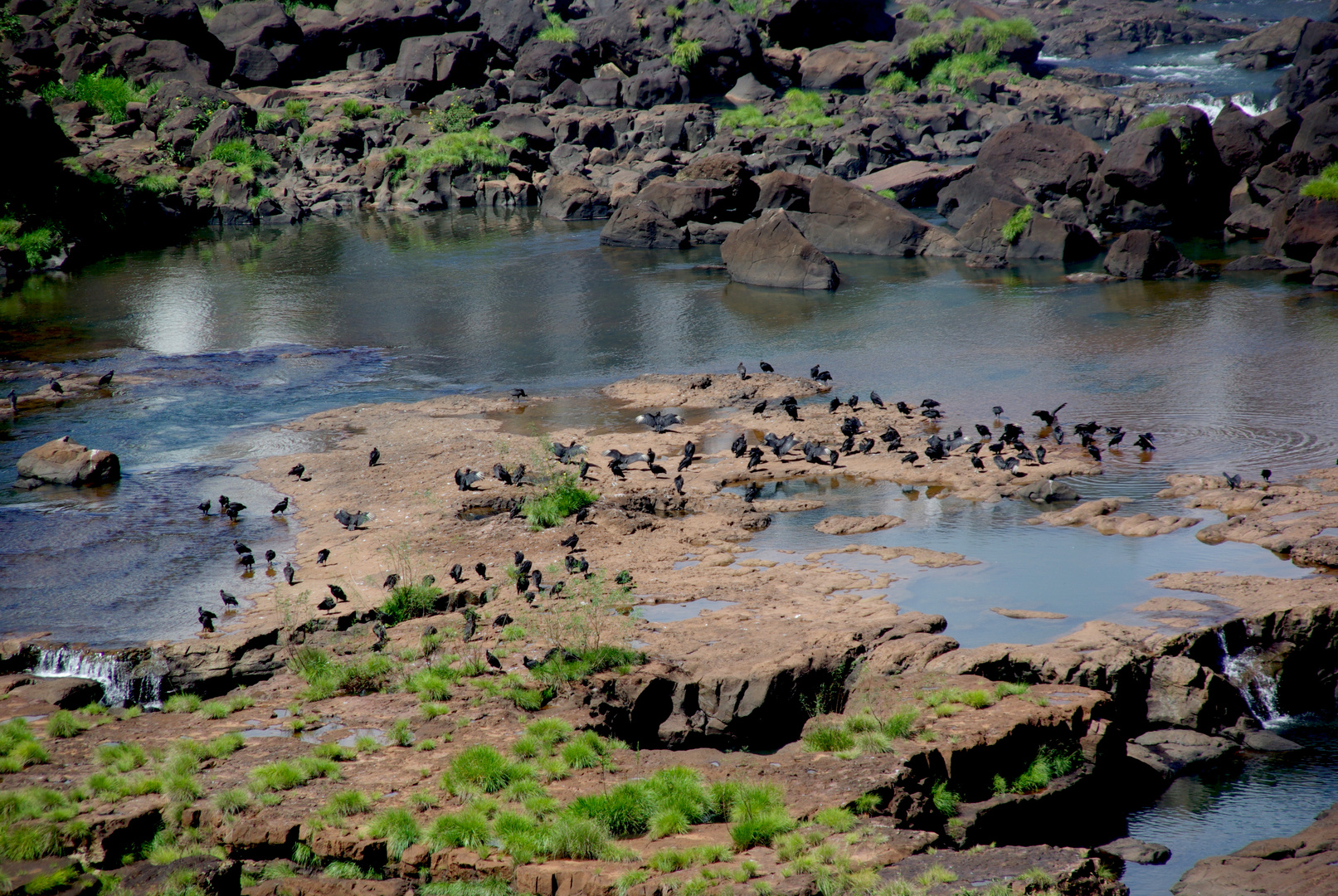 Los pájaros