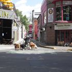 LOS PASEADORES DE PERROS,PALERMO SOHO,BUENOS AIRES