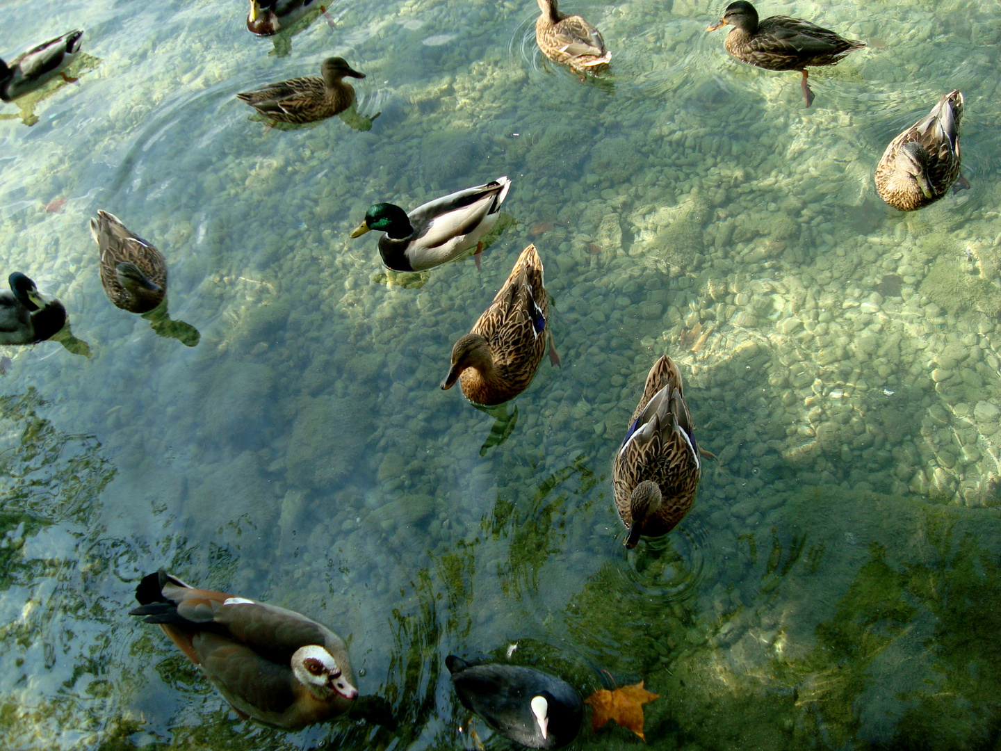  LOS PATOS DE LAGO  