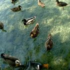  LOS PATOS DE LAGO  