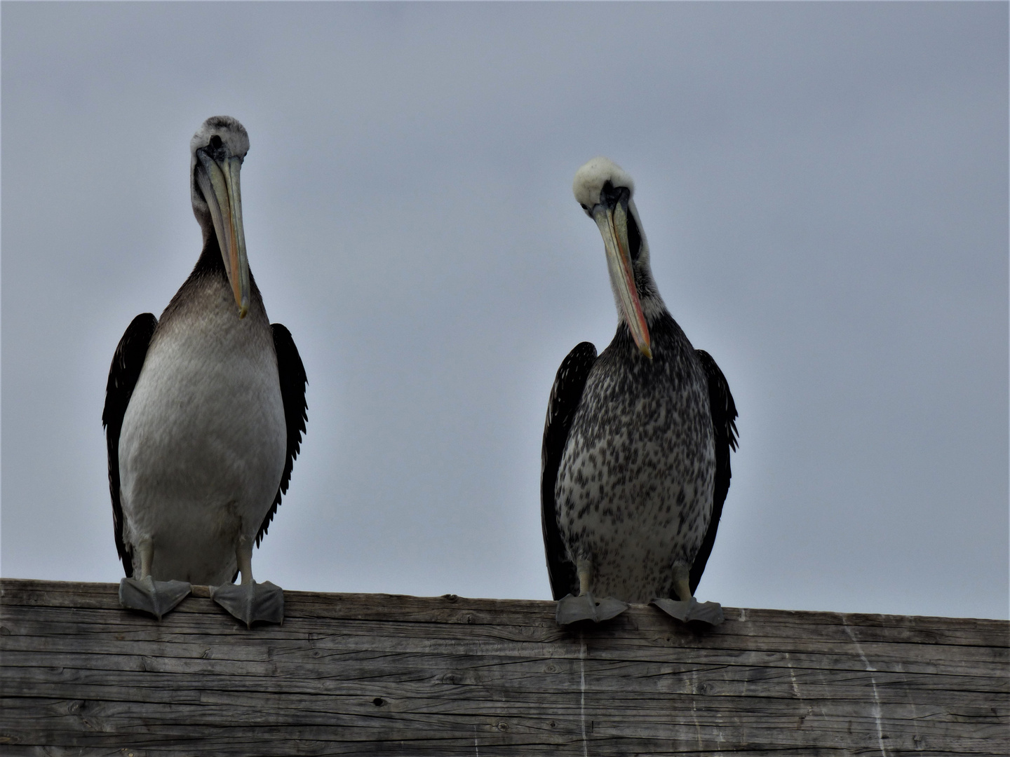 Los pelicanos esperando la comida en el puerto marino