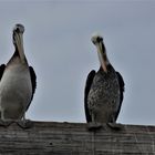 Los pelicanos esperando la comida en el puerto marino