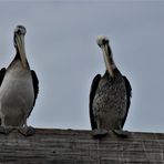 Los pelicanos esperando la comida en el puerto marino