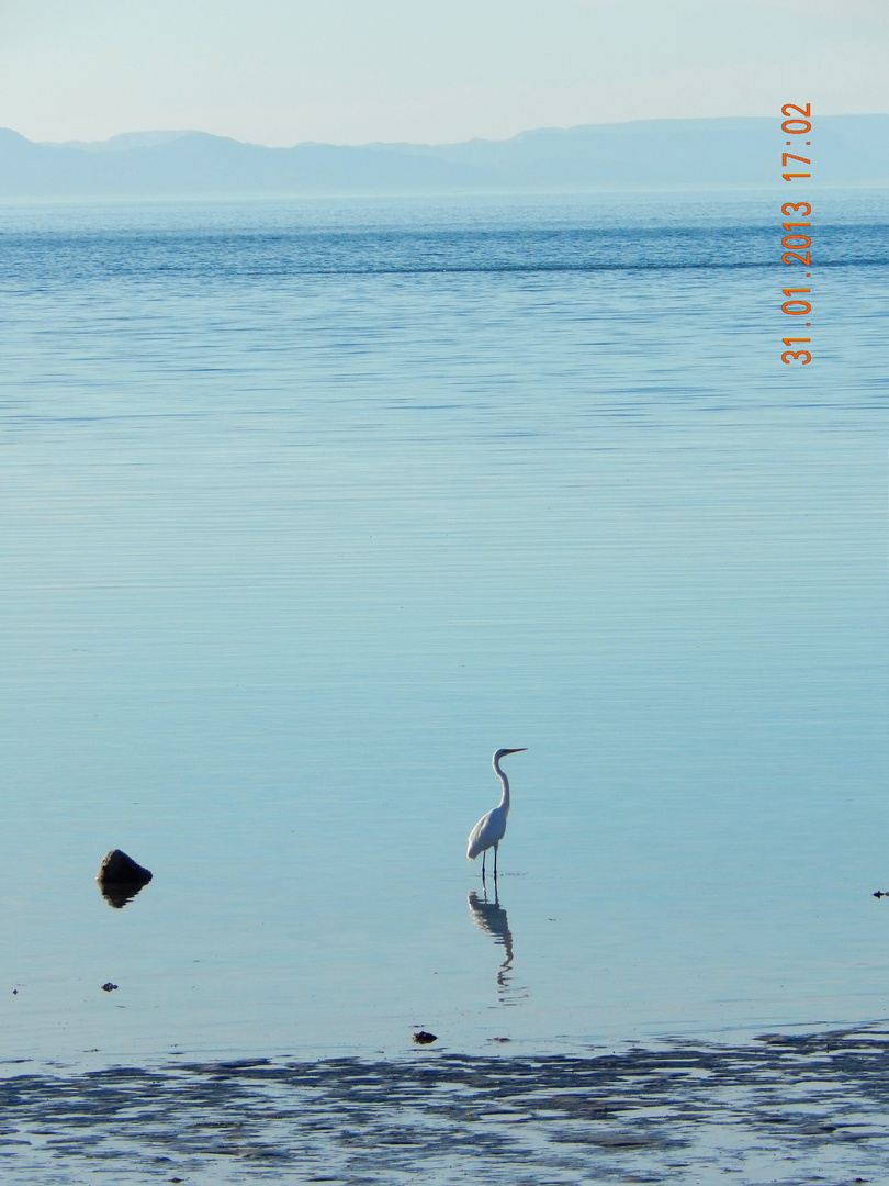 los pelicanos se alejan de la playa