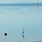 los pelicanos se alejan de la playa