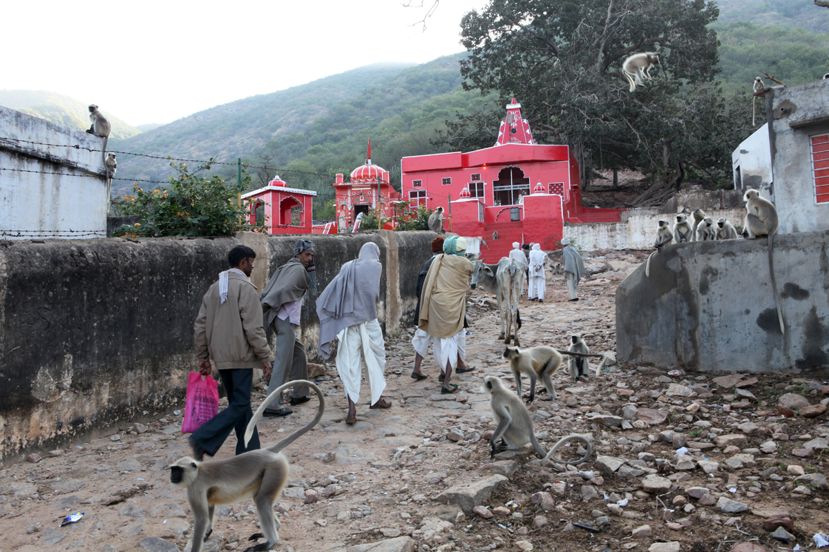 Los peregrinos y los animales en la India