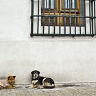 Los perros de la Moneda ...