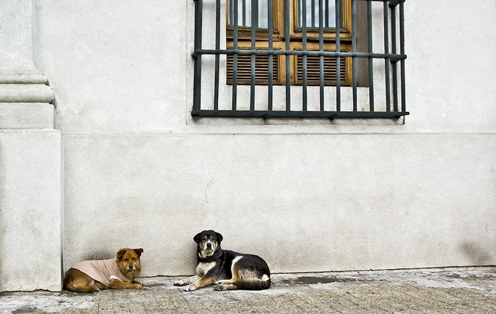 Los perros de la Moneda ...