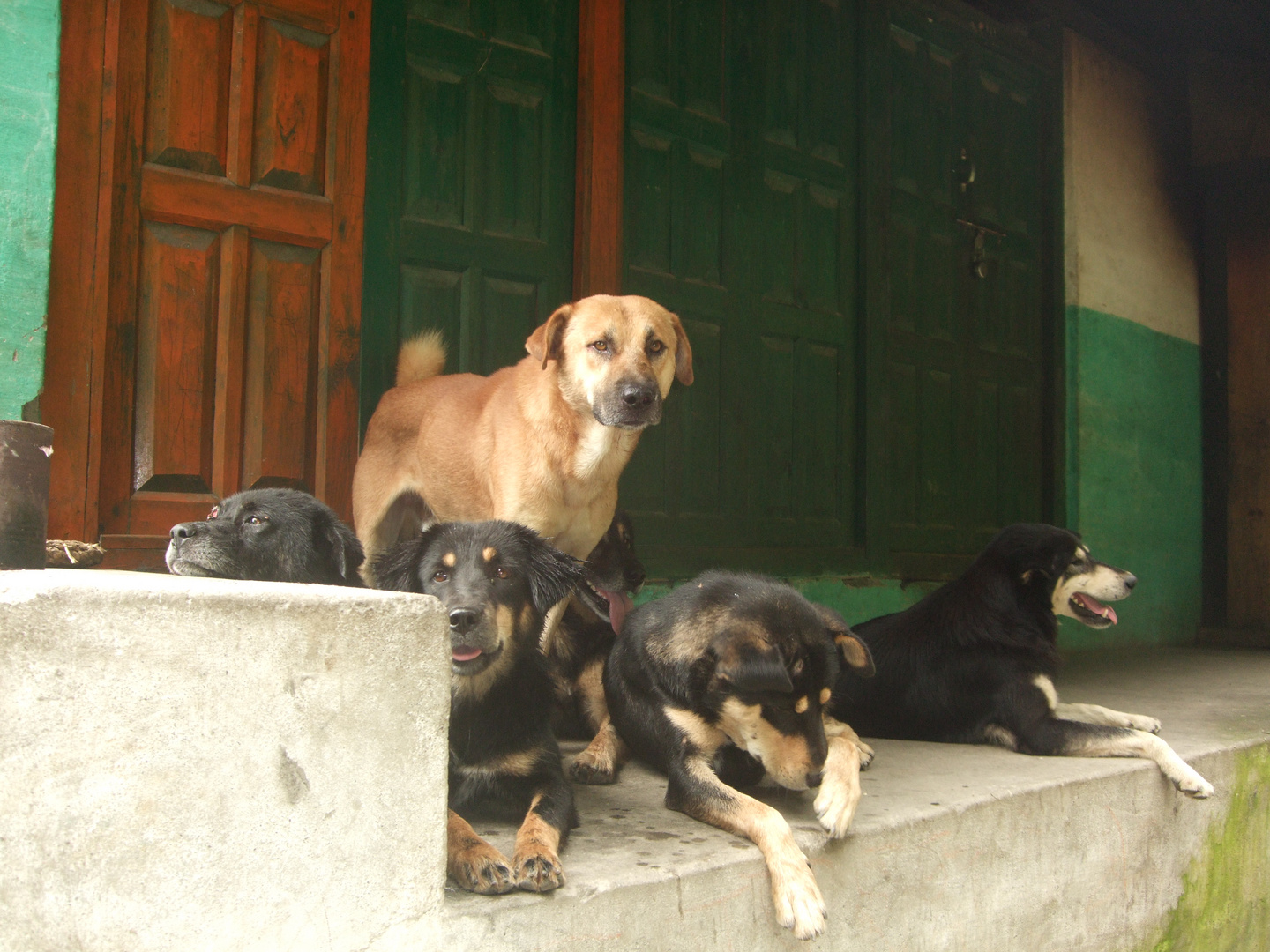 Los Perros del Himalaya