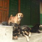 Los Perros del Himalaya