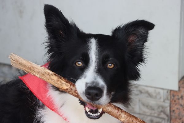 Los perros no son todo en nuestra vida pero ellos la hacen completa. (Roger Caras)