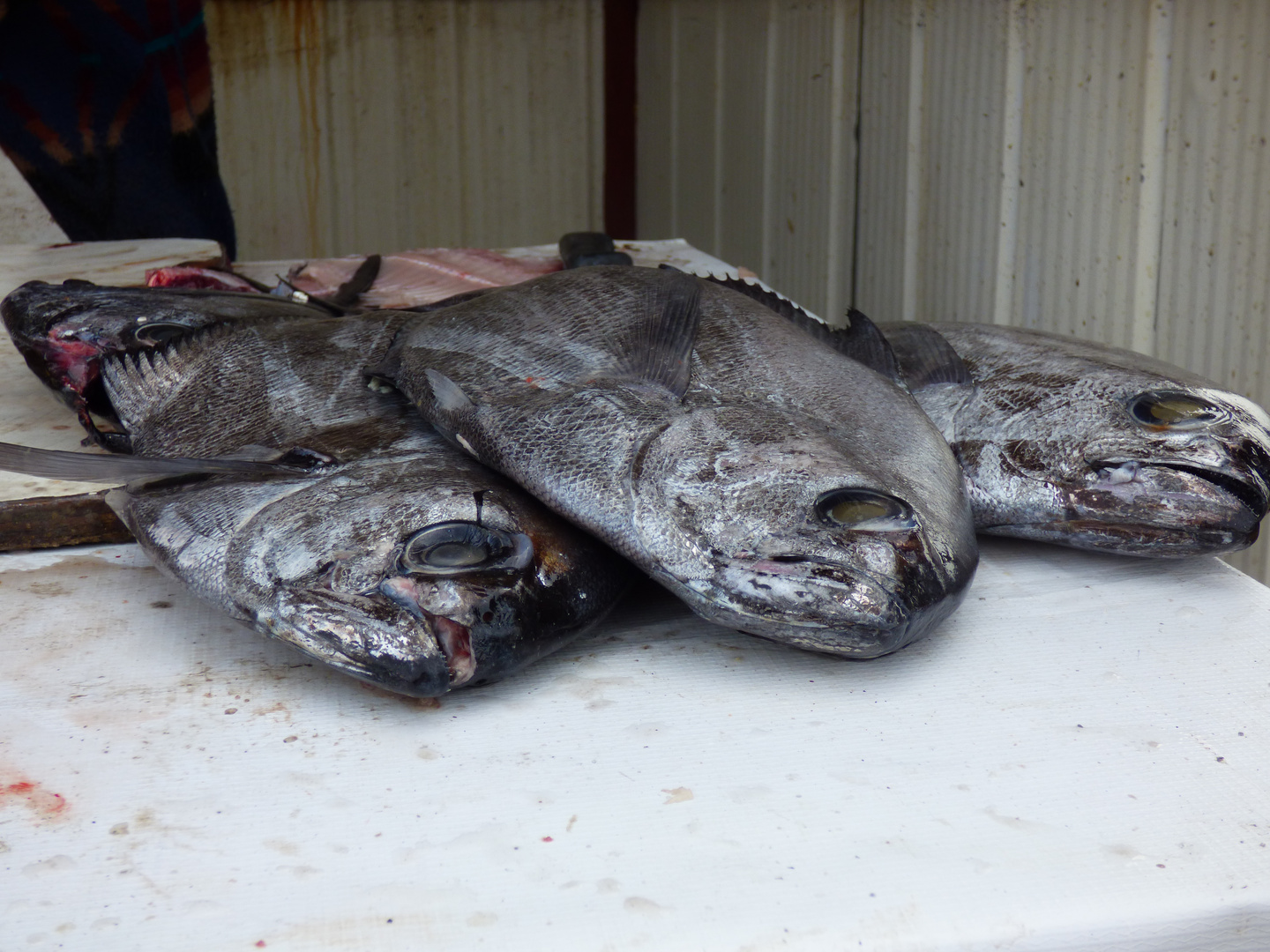 Los pescadores vendiendo en la mañana