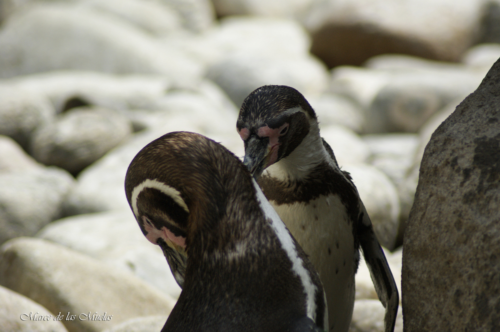 ...los pinguinos...