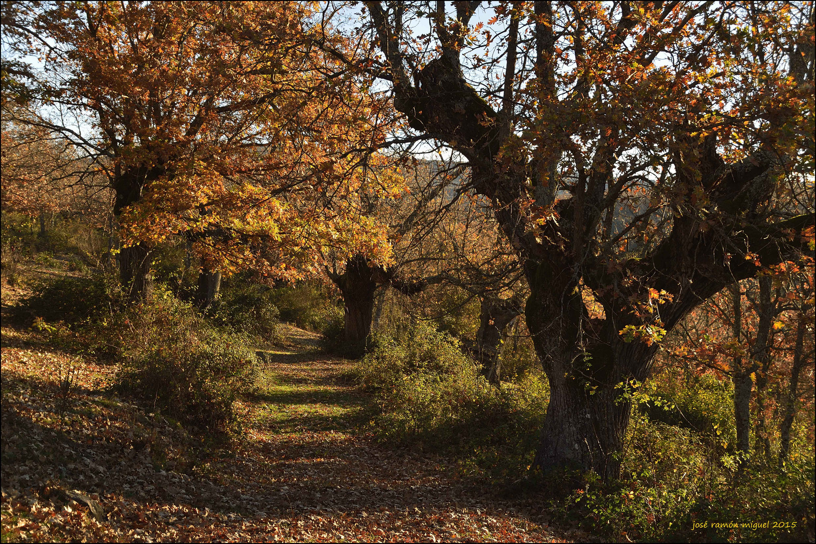 Los robles de la dehesa