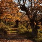 Los robles de la dehesa