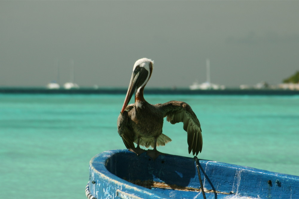 Los Roques 2