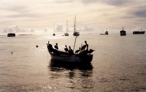 Los Roques - Pelikane