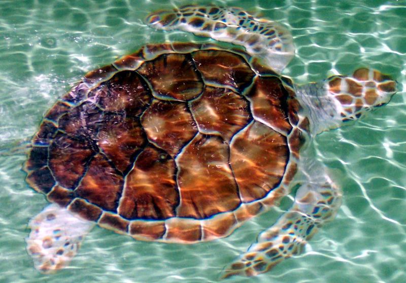 Los roques tortoise