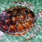 Los roques tortoise