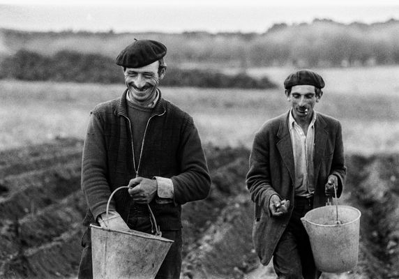 LOS SEMBRADORES DE PATATAS