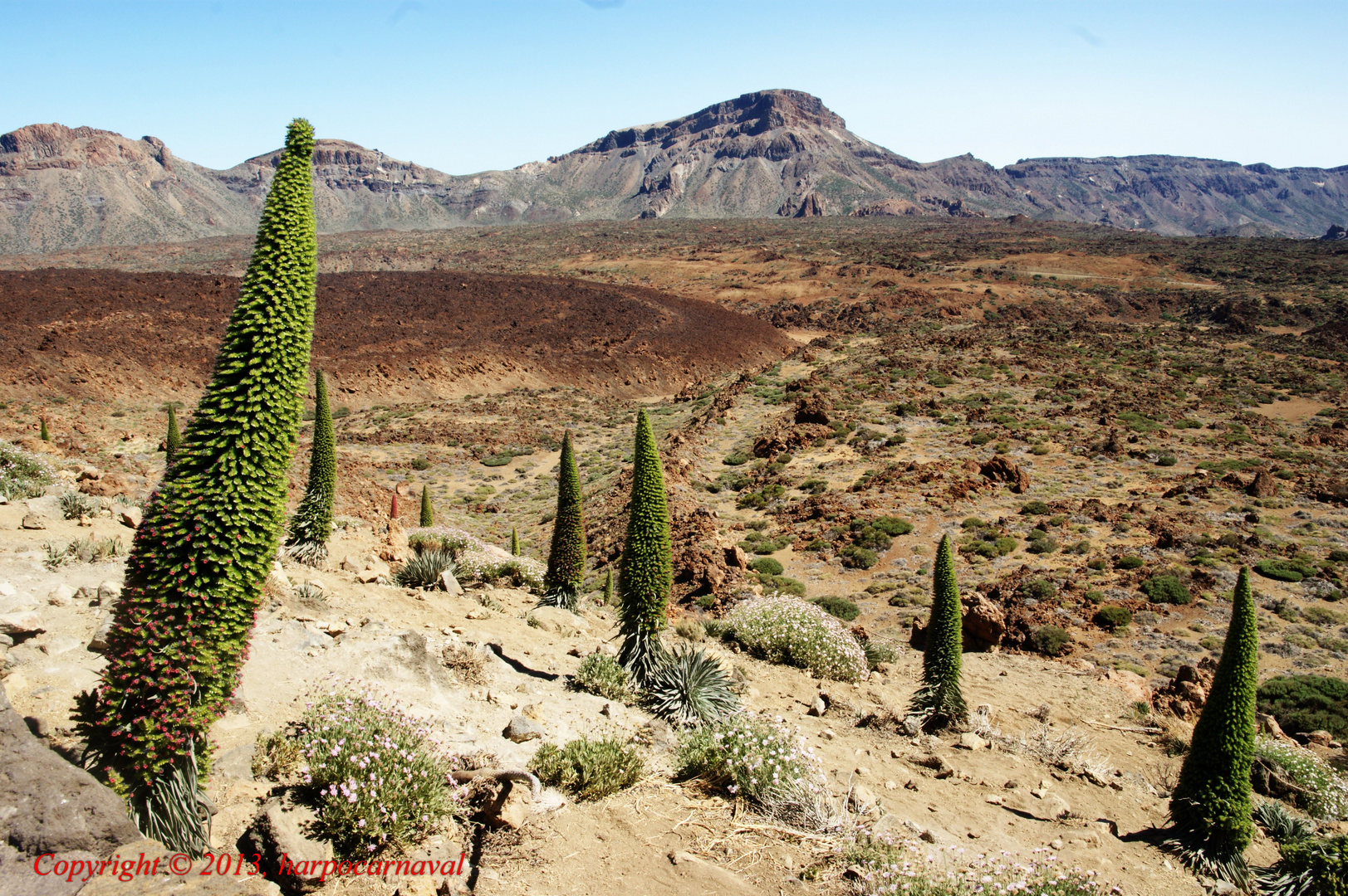 Los Tajinastes : Parque Nacional del Teide