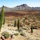 Los Tajinastes : Parque Nacional del Teide