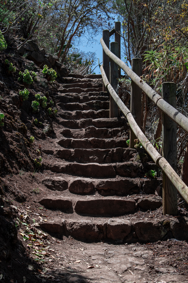 Los Tilos - Gran Canaria