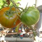 Los tomates de mi huerto