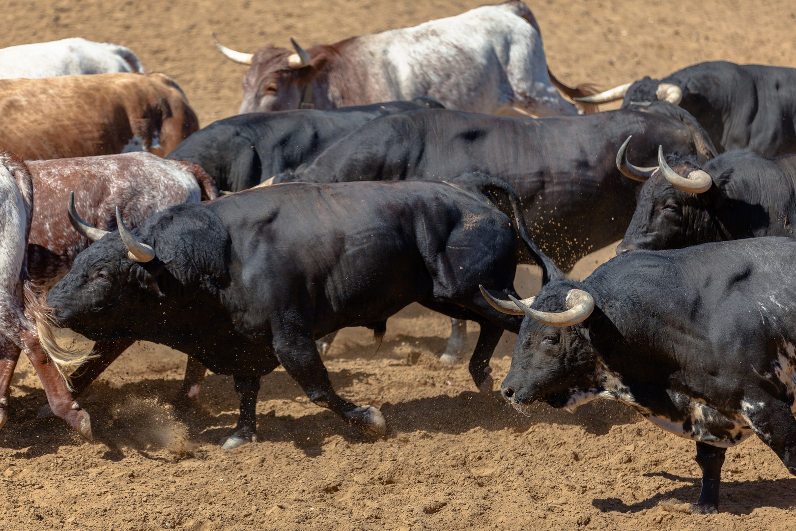 los toros magníficos