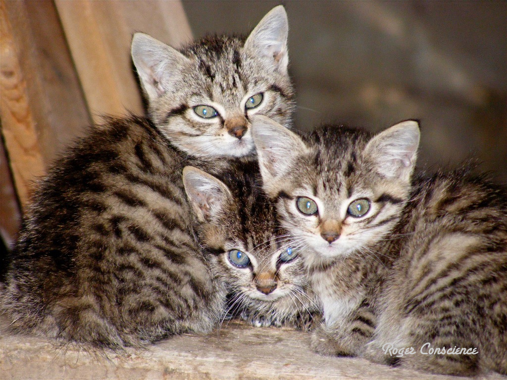 Los tres Gatos