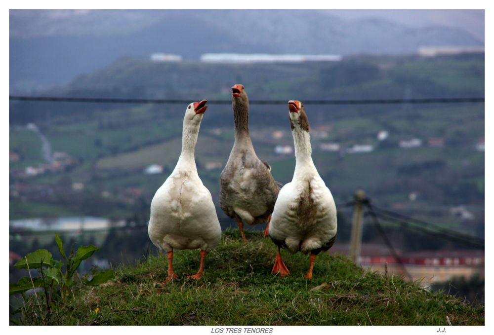 LOS TRES TENORES