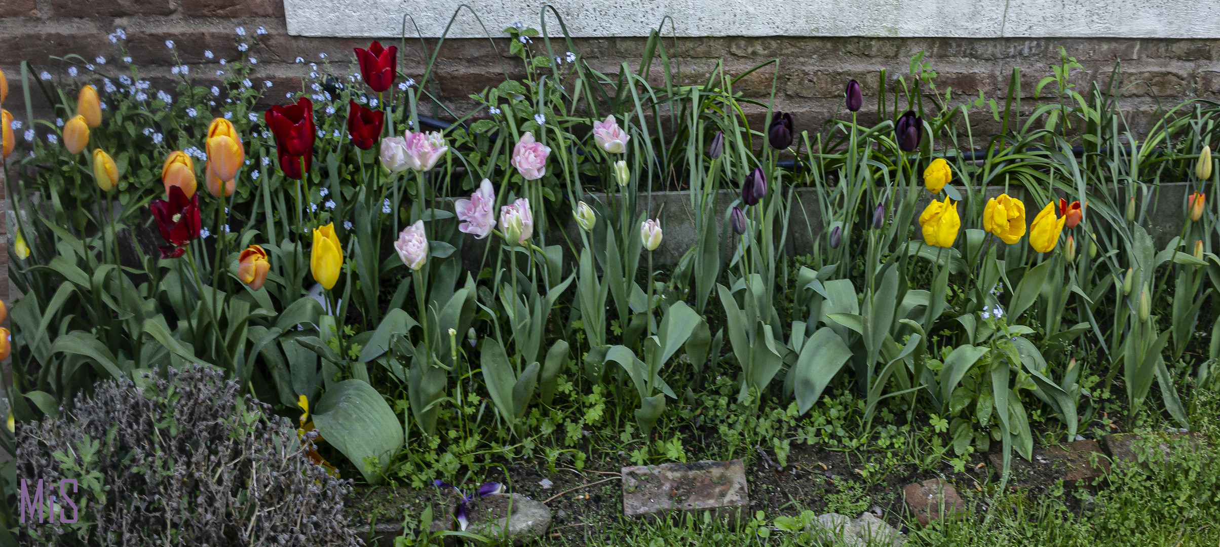 Los tulipanes de Mar Azul