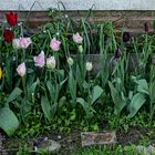 Los tulipanes de Mar Azul