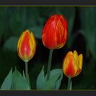 Los tulipanes del domingo # Die Sonntagstulpen
