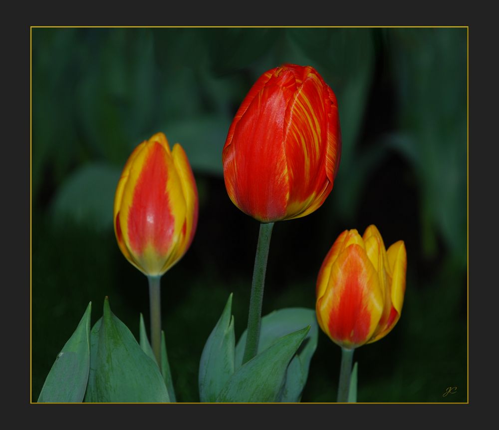 Los tulipanes del domingo # Die Sonntagstulpen