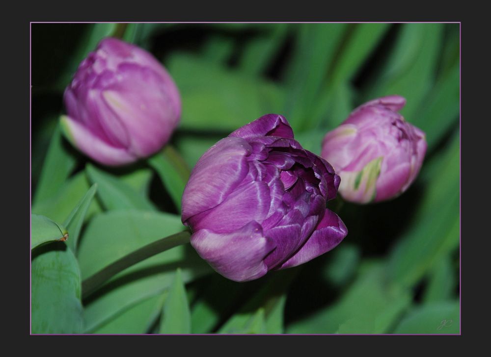Los tulipanes del martes # Die Dienstagstulpen