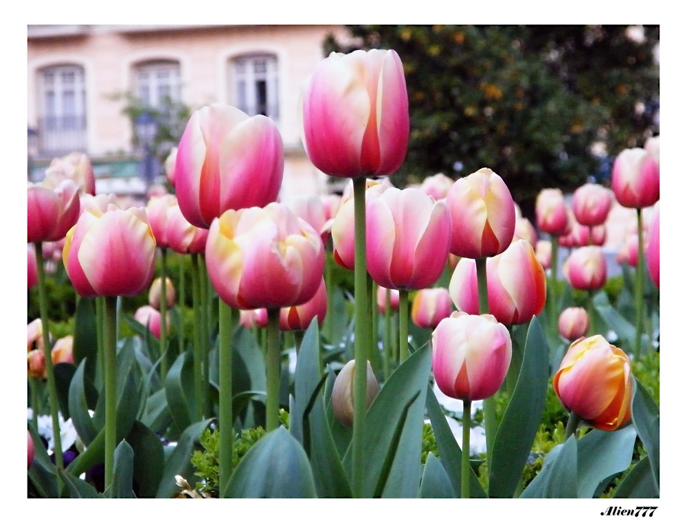 Los tulipanes (primavera)