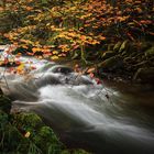 Los últimos colores del otoño.