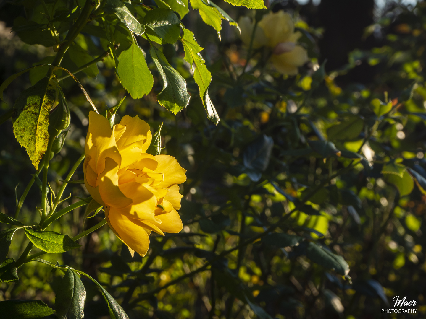 Los últimos rayos de sol, acarician sus pétalos.