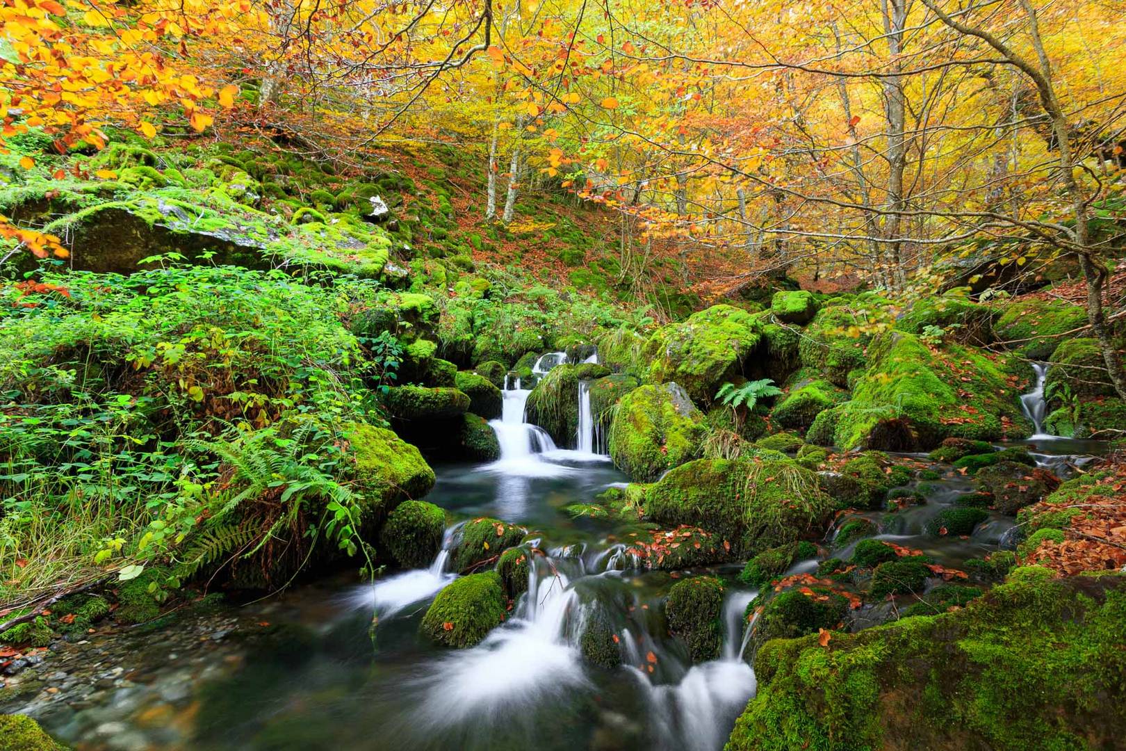 Los verdes del hayedo. Otoño 2019.