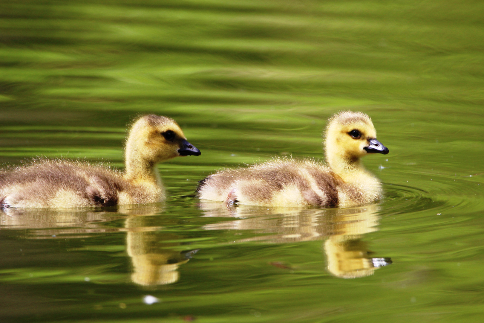 ... los wir schwimmen eine Runde ...