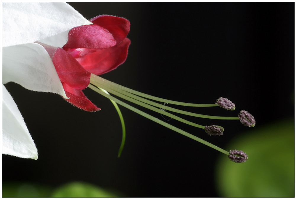 Losbaum bzw. Strauch "Clerodendron thomsoniae"