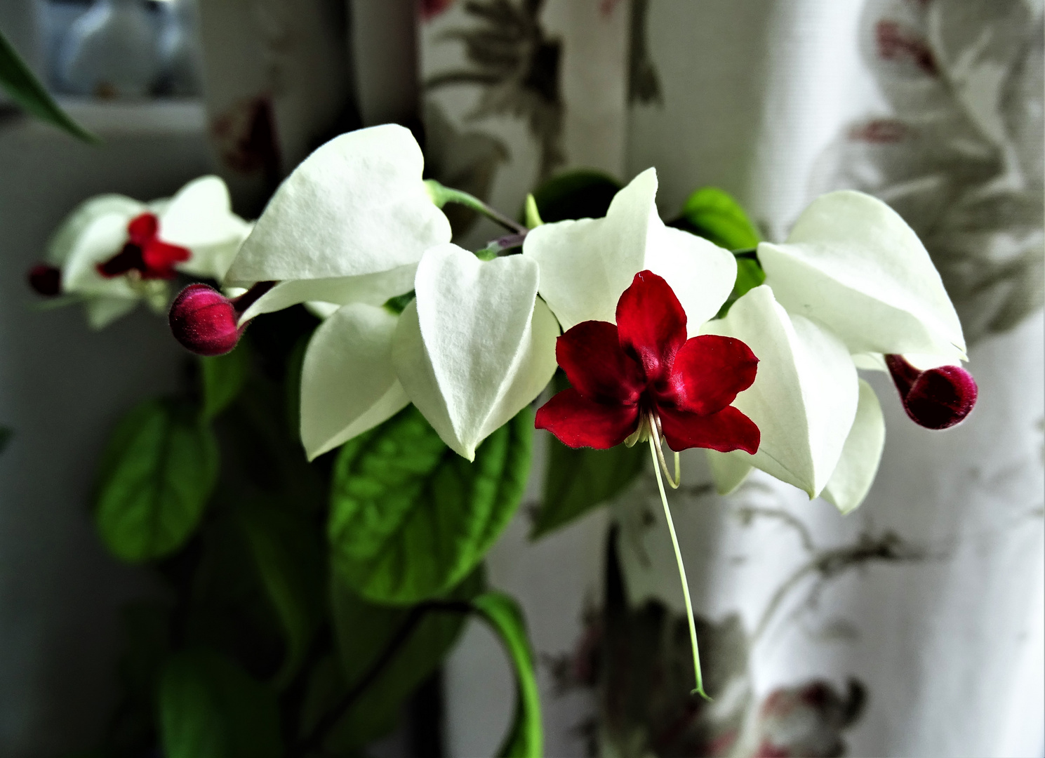 Losbaum (Clerodendrum trichotomum)