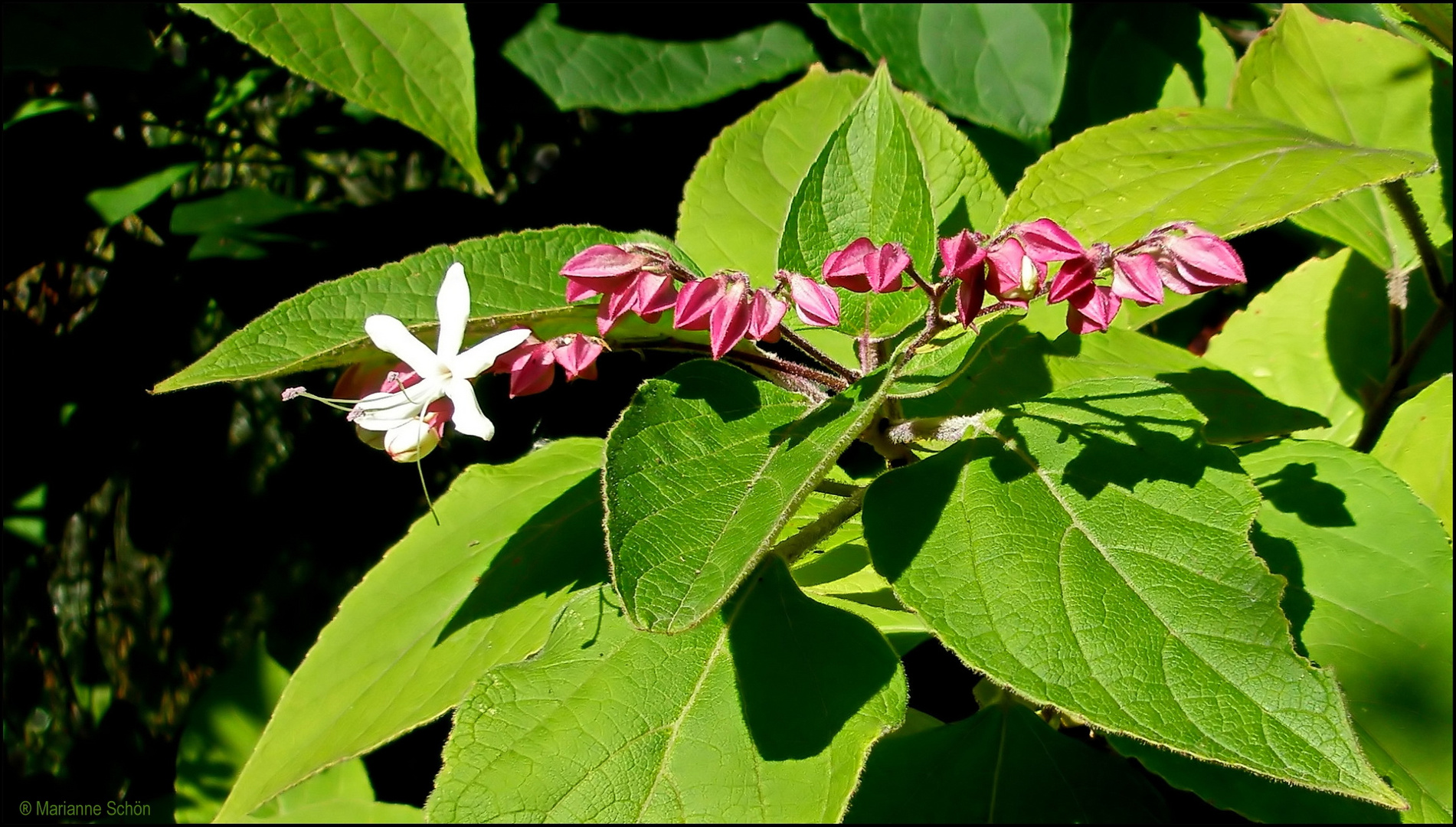 ...Losbusch-(baum)...Clerodendrum trichotomum... 