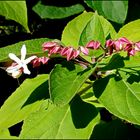 ...Losbusch-(baum)...Clerodendrum trichotomum... 