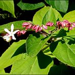 ...Losbusch-(baum)...Clerodendrum trichotomum... 