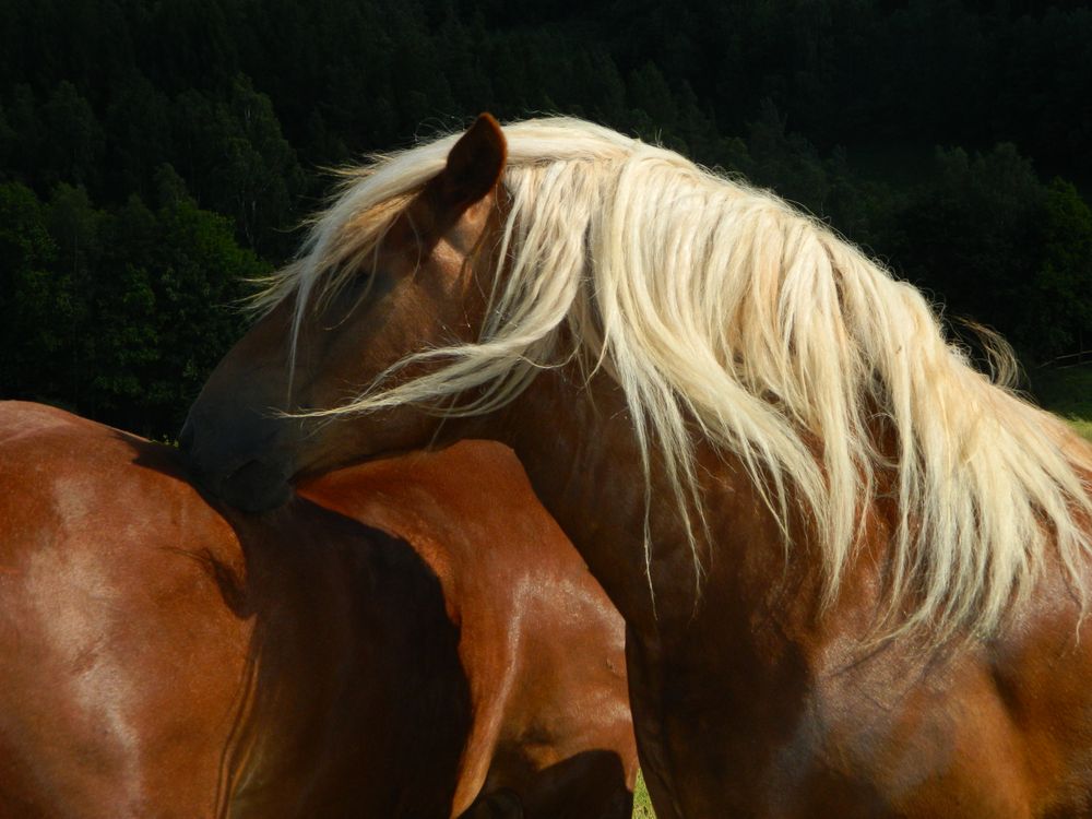 Losgelasesen Bild & Foto von anita90 aus 04 Kaltblüter Fotografie